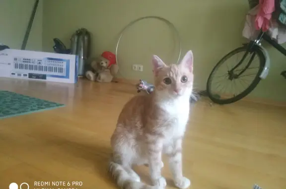 Кошки потеряшки, Санкт-Петербург, фото: Потеряшка кот Шушук на Демонстрационном проезде, СПб.