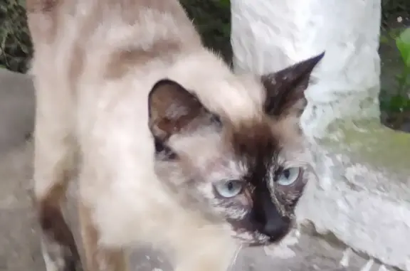 Найдена кошка на Ингушской улице