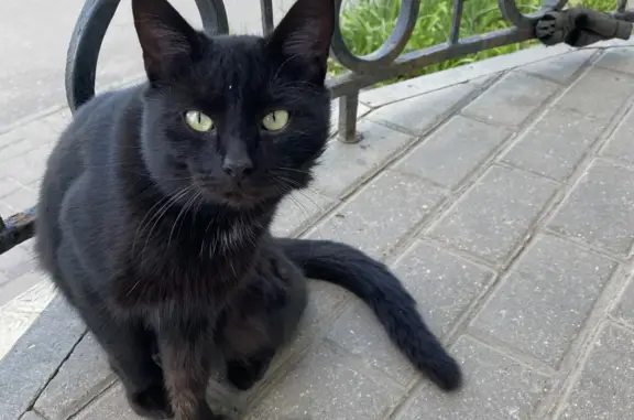 Найден котик на Мичуринской 92, ищем хозяев