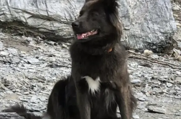 Пропала средняя собака Жуля в Новосибирске