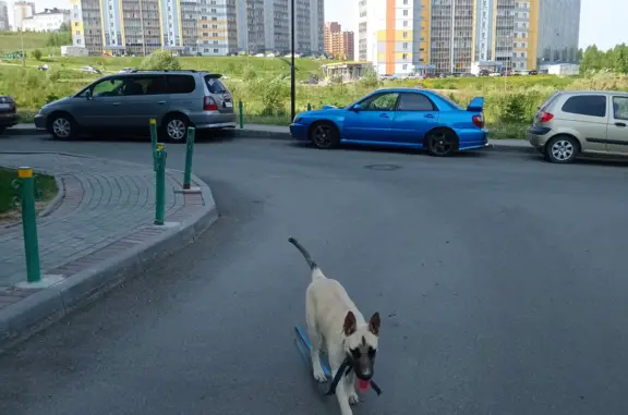 Найдена собака на ул. Андрея Крячкова, 19 в Томске