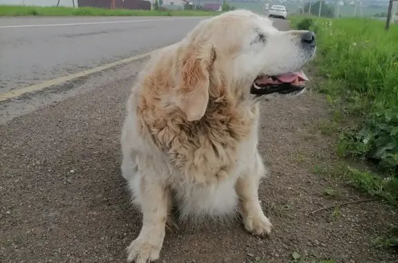Собака найдена в Сухой Балке, Красноярский край, контактный номер +7 983 616-52-55