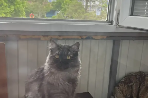 Пропала кошка на Халтурина, 13 в Сальске