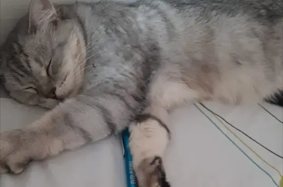 Пропала кошка в СНТ Левобережье, окрас серый, размер небольшой