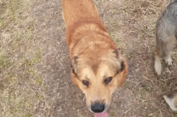 Пропала рыжая собака на Заводском шоссе