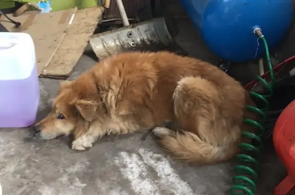 Найдена собака на Речной ул. 73 в Белгороде