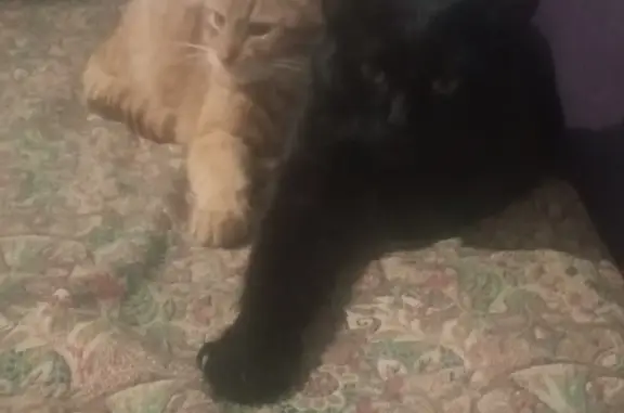 Кошки потеряшки, Магнитогорск, фото: Потеряшка кот на Первомайской, Тюмень