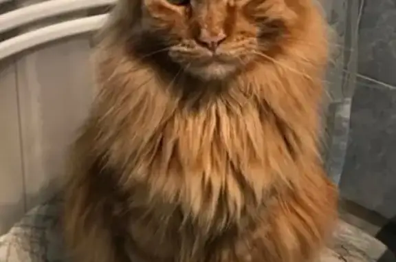 Кошки потеряшки, Новосибирск, фото: Потеряшка кошка на улице Жернакова, Новосибирск