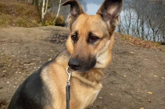 Пропала собака Метис овчарки в Москве, видели в парке Неманский проезд, 5 к1