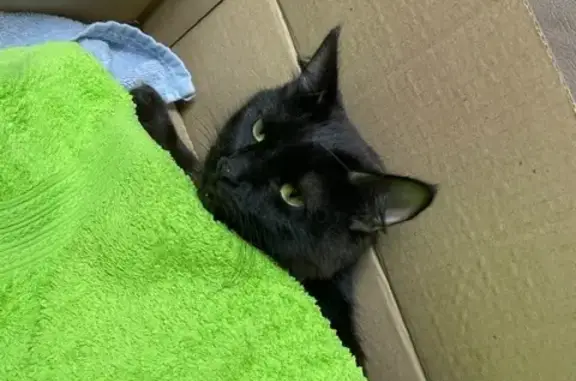 Найдена черная кошка на Уинской ул., 6, Пермь