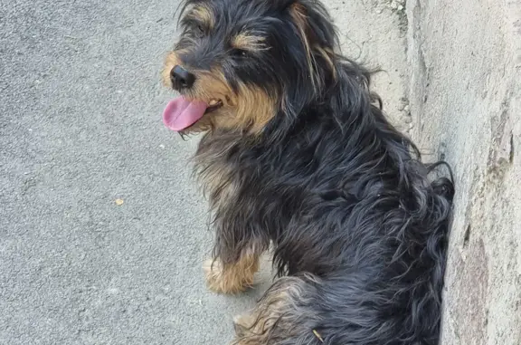 Найдена собака на улице Кирова, 17 в Кемерово