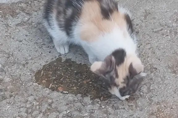 Найдена кошка на улице Космонавта Беляева, 43