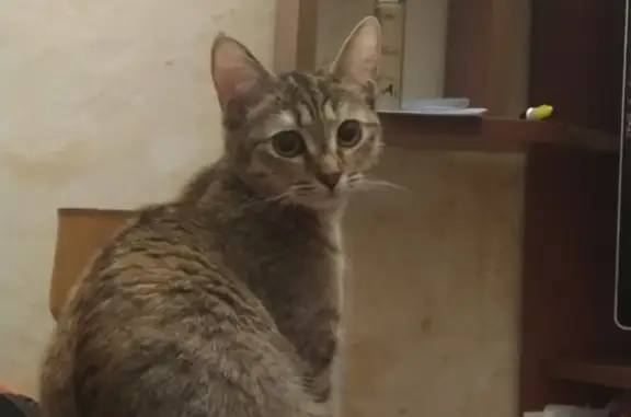 Пропала кошка на улице Ушакова, 60