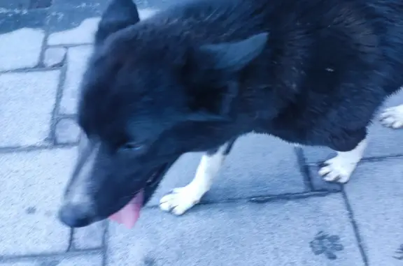 Найдена собака на Очаковском шоссе, Москва