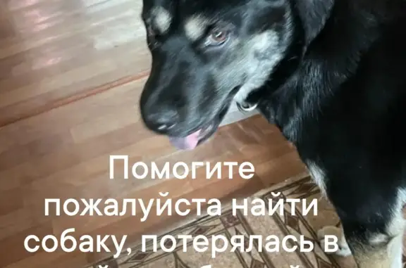 Пропала собака Пальма на ул. Гагарина, Киселёвск