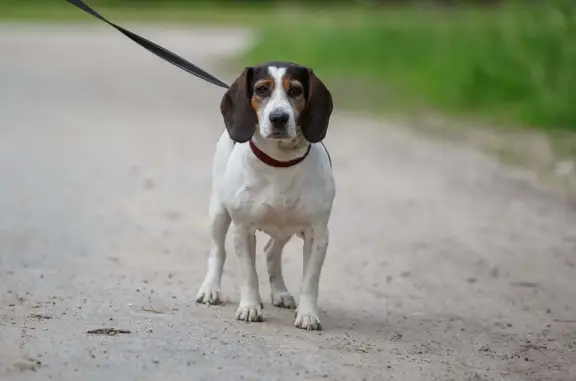 Найдена собака Породы Бигль на проспекте Ильича