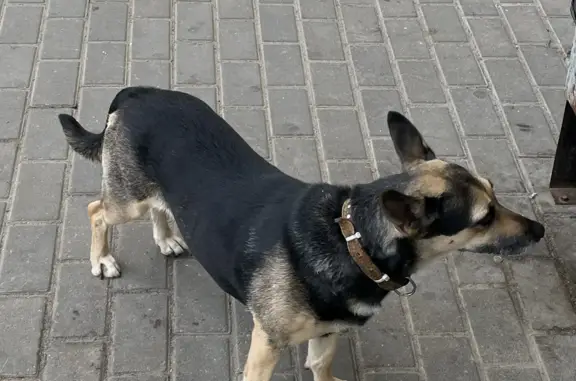 Найдена собака на Советской, 24 в Костроме