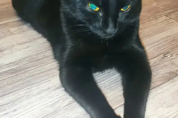 Пропала черная кошка без хвоста на Уральском проспекте, Нижний Тагил.