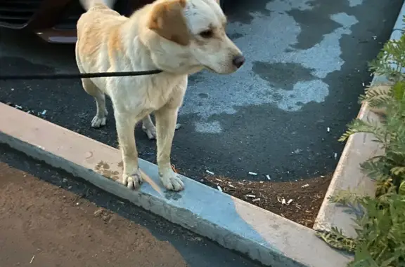 Найдена собака на ЖБИ в ЖК 