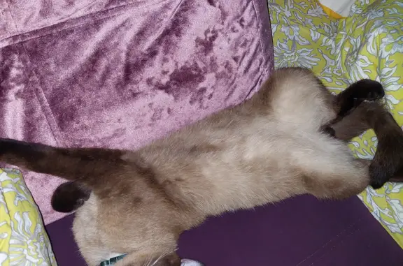 Пропал Сиамский кот на ул. Кузьмина, 29, Волжск.