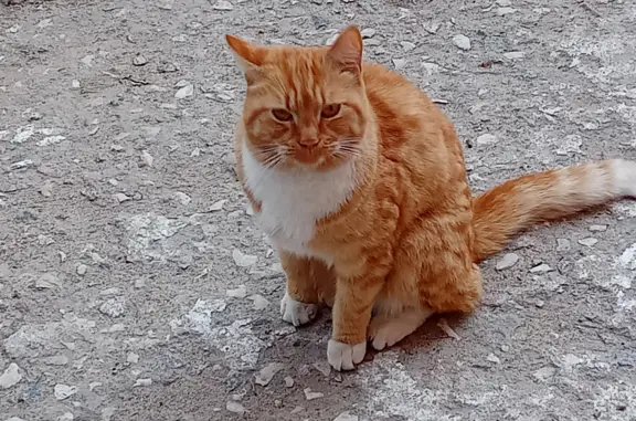 Найдена кошка на Хрустальной улице в Твери