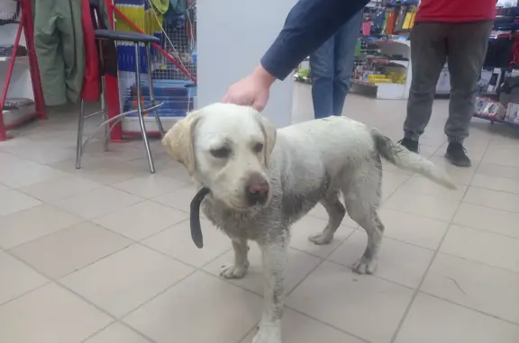 Собака найдена на 3-м проезде Рахманинова, 5 в Пензе