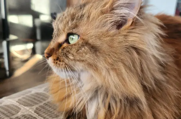 Кошки потеряшки, Ижевск, фото: Потеряшка пушистая кошка на Автозаводской, Ижевск