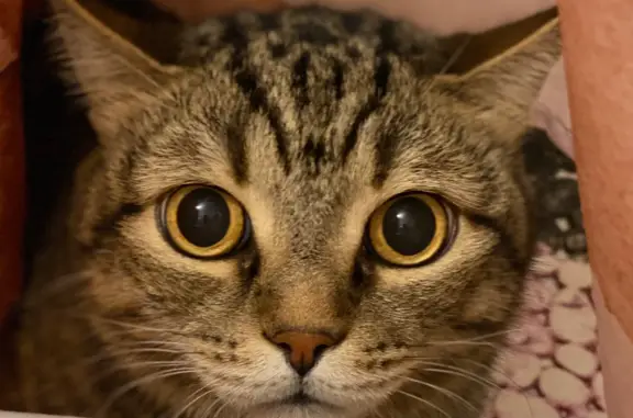 Кошки потеряшки, Новосибирск, фото: Потеряшка кот, ул. Сибиряков-Гвардейцев, 82, Новосибирск