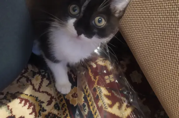 Объявления о пропавших и найденных животных, Курган, фото: Пропала кошка, черный окрас, ул. Куйбышева 142, Курган