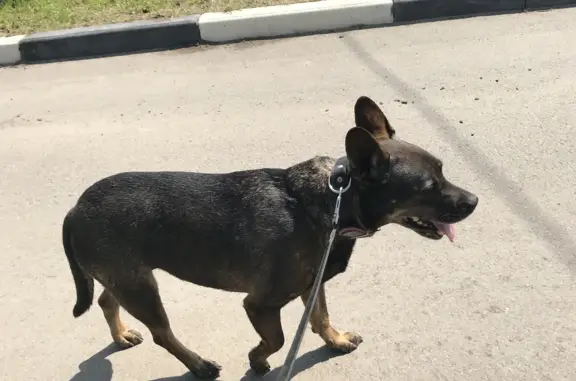 Найдена собака на Вишнёвой, 32
