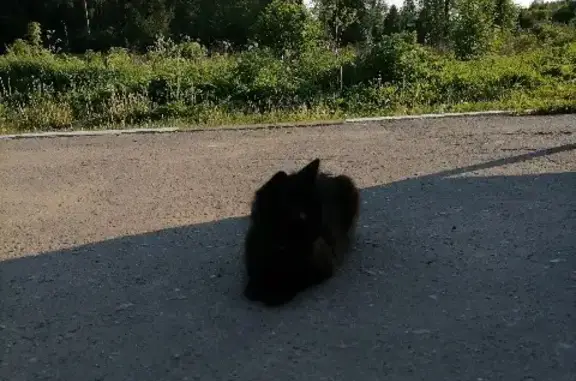 Найдена кошка в Московской области А-108