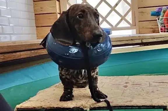 Собаки потеряшки, Санкт-Петербург, фото: Потеряшка собака в районе Восстания/Чернышевской, зовут Доня (тел. 89095101010)