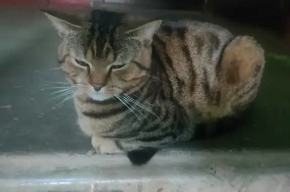Найдена кошка на ул. Прохорова, 24 в Йошкар-Оле