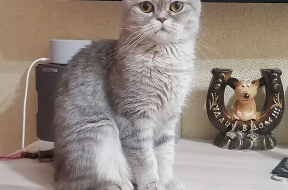 Потерянные животные Тамбов, фото: Пропала шатландская кошка на Кавалерийской улице в Тамбове