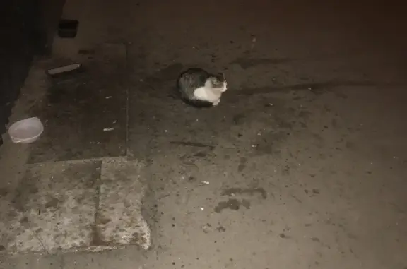 Кошка найдена на Проспекте Мира 81