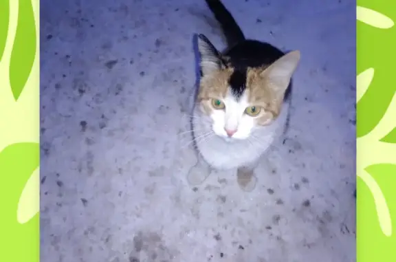 Кошки потеряшки, Киров, фото: Потеряшка кошка Муся, адрес: Молодой Гвардии 10, Киров