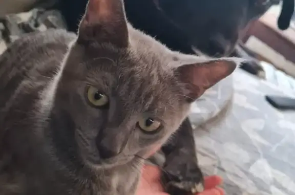 Потерянные животные Кривянская, фото: Пропала кошка на ул. Чехова, Кривянская