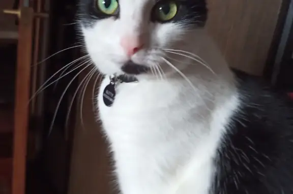 Пропала черно-белая кошка в Московской области, 11 лет