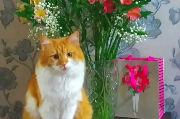 Кошки потеряшки, Новосибирск, фото: Потеряшка кошка на Чаплыгина, 117А (Новосибирск)