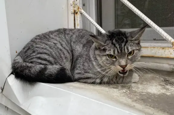 Найдена кошка на Ямской, Тюмень