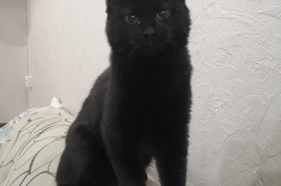 Пропала игривая чёрная кошка на 6-й улице, Сургут