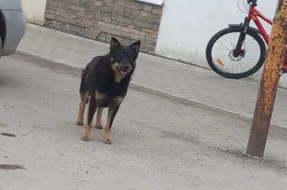 Пропала собака Чапа в п. Энергия, возможно в п. Комсомольский или Кинель