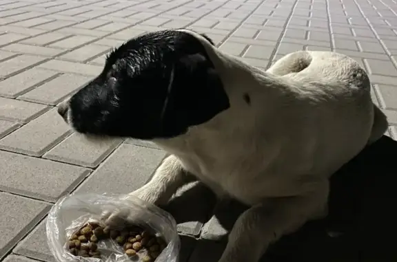 Найдена собака в Батайске, ищет дом.