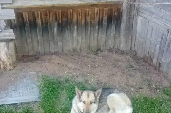 Пропала собака в Глубоковской волости, Псковская область