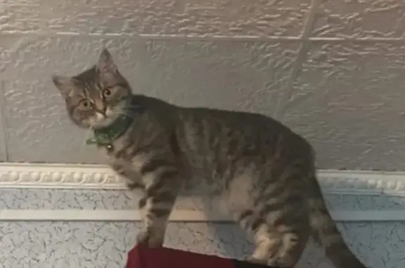 Пропала кошка Милка в Нефтеюганске