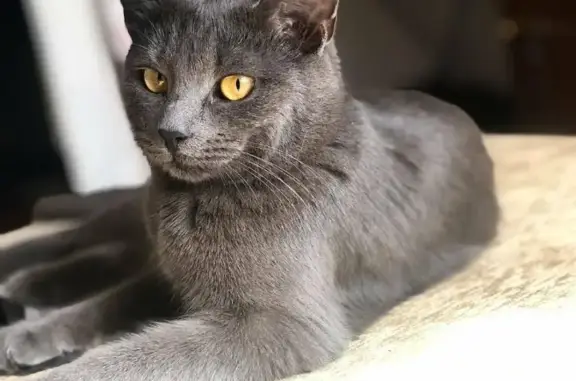 Пропала кошка в Куйбышеве: серый дымчатый кот в районе ЦРБ.