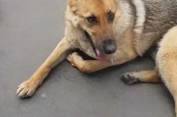 Найдена собака Овчарка в Осеево на Центральной