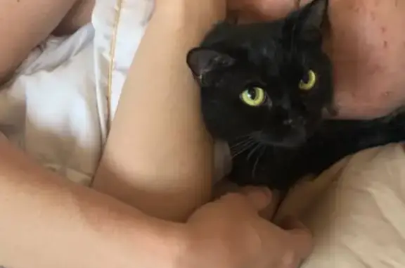 Кошки потеряшки, Новосибирск, фото: Потеряшка черная кошка на улице Есенина, 8/1 в Новосибирске.