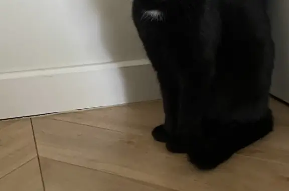 Найден чёрный котик на Скаковой улице