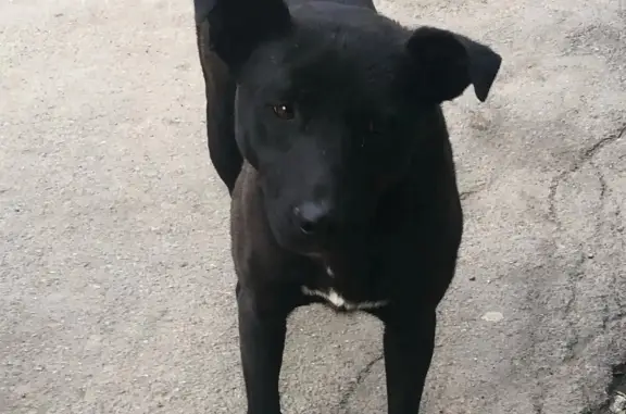 Найдена собака на улице Воровского, Челябинск